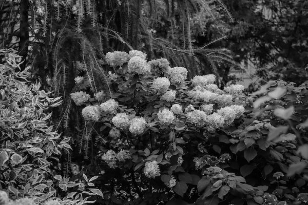 The Garden | Yin | 60 mins